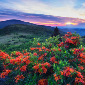 Group logo of Landscape Photography